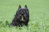 BOUVIER DES FLANDRES 374